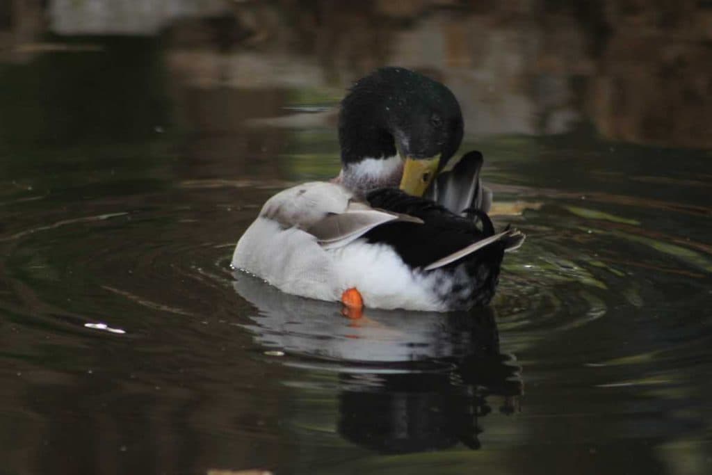 Canard barbotant dans la mare