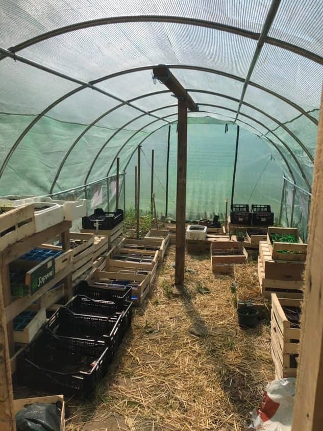 La serre du potager