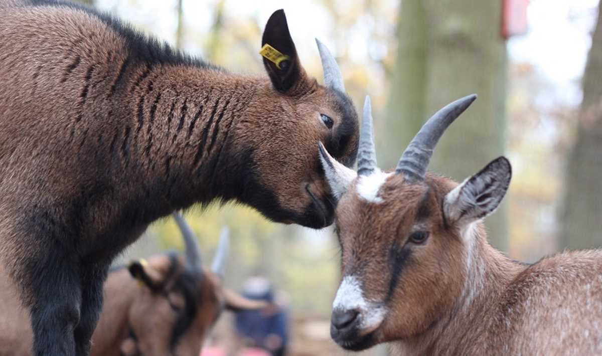 La Ferme Rainbow