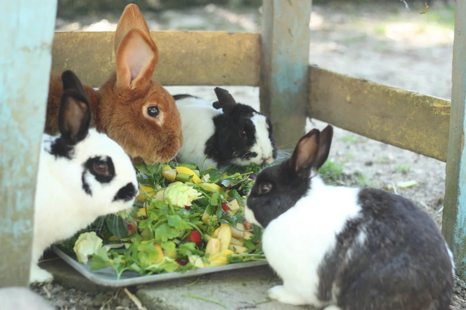 C'est l'heure du repas chez nos lapins