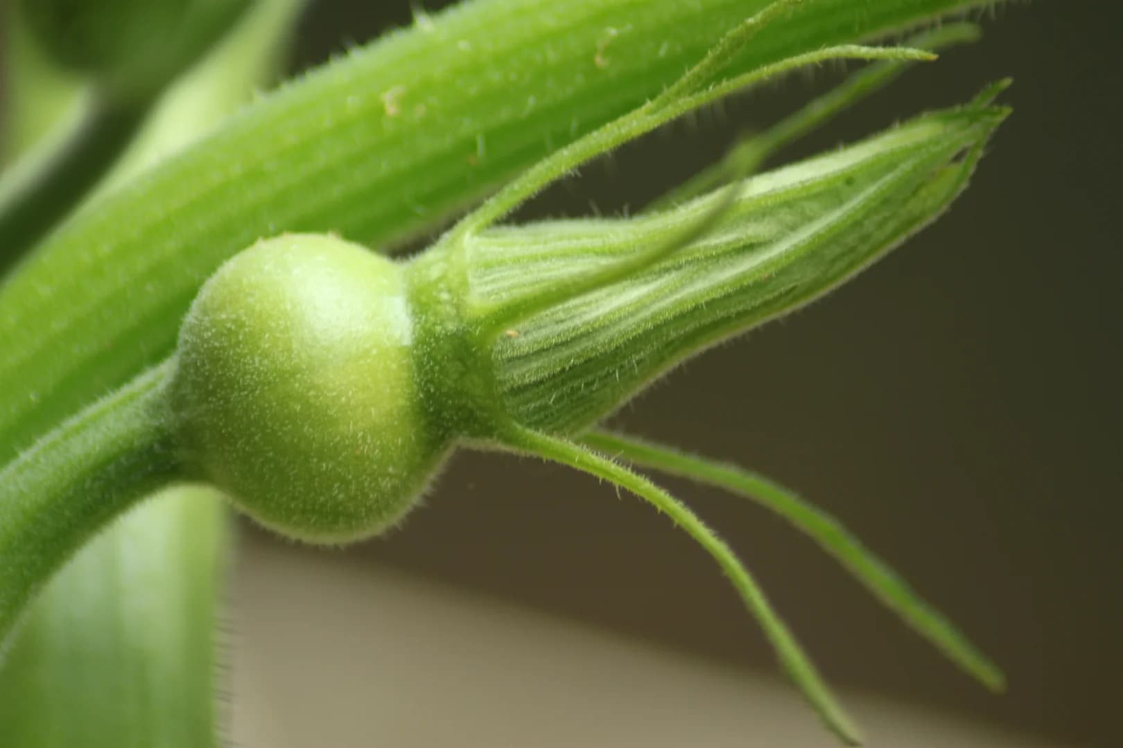 Future courgette