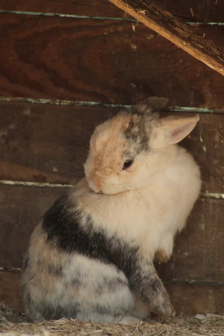 La toilette des lapins