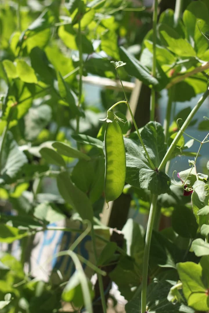 Les pois mange-tout