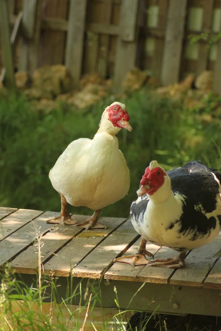 Nos canards de barbarie