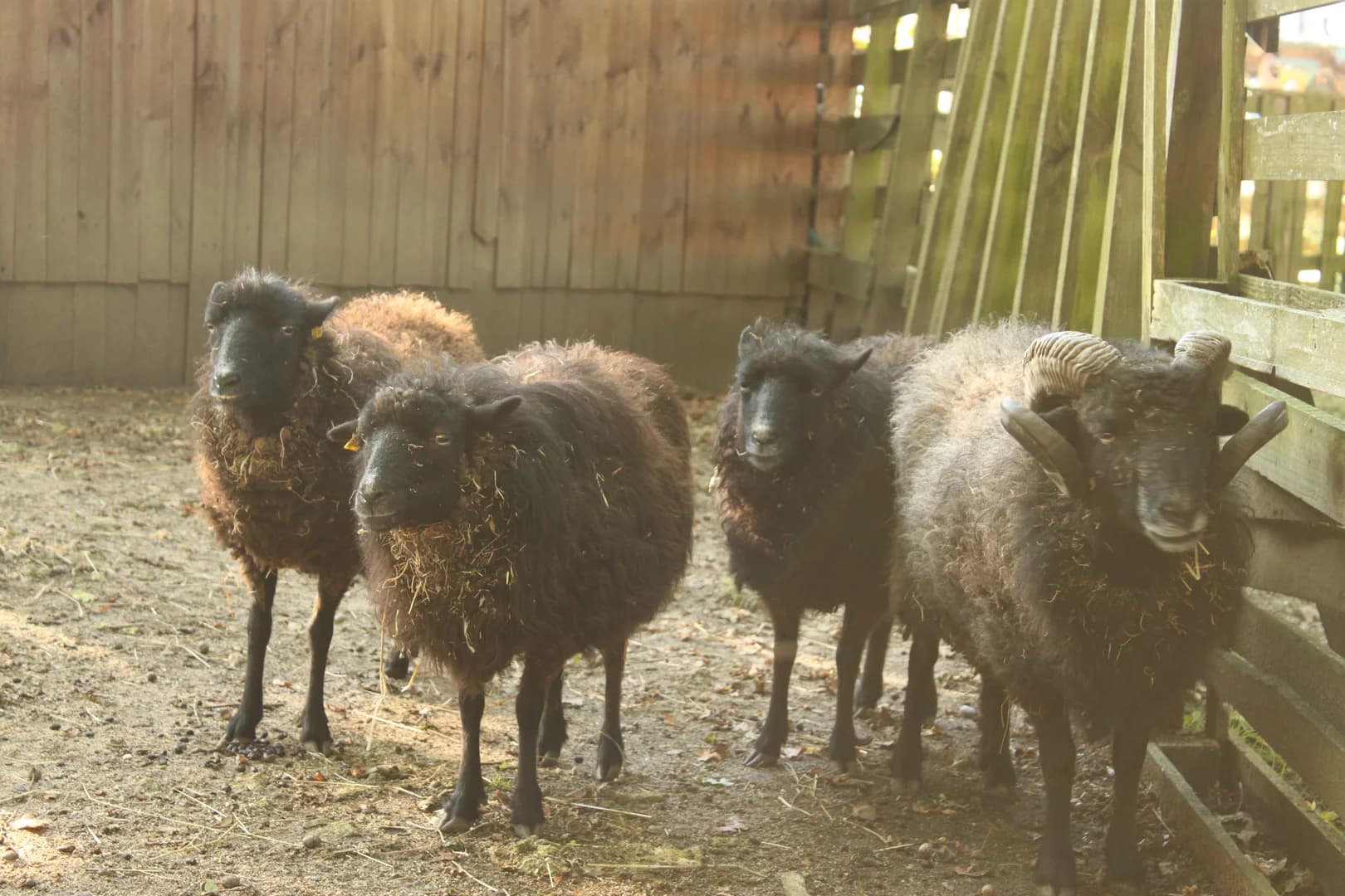 Nos moutons d'Ouessant