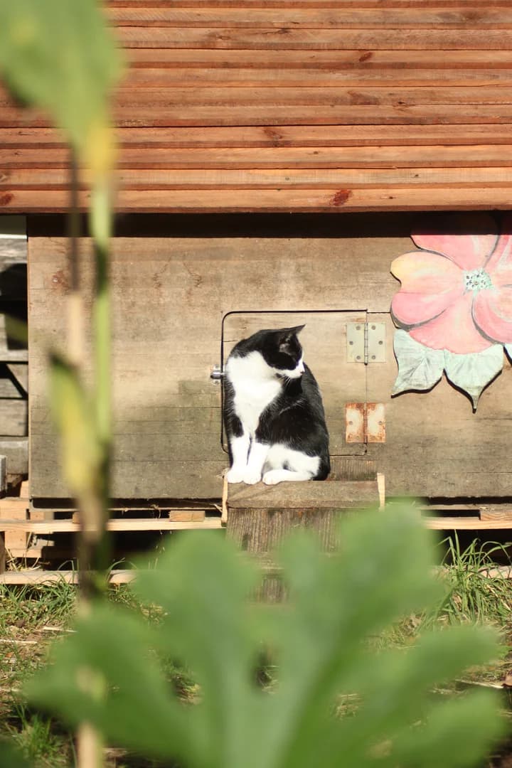 Notre chatte surveille le jardin