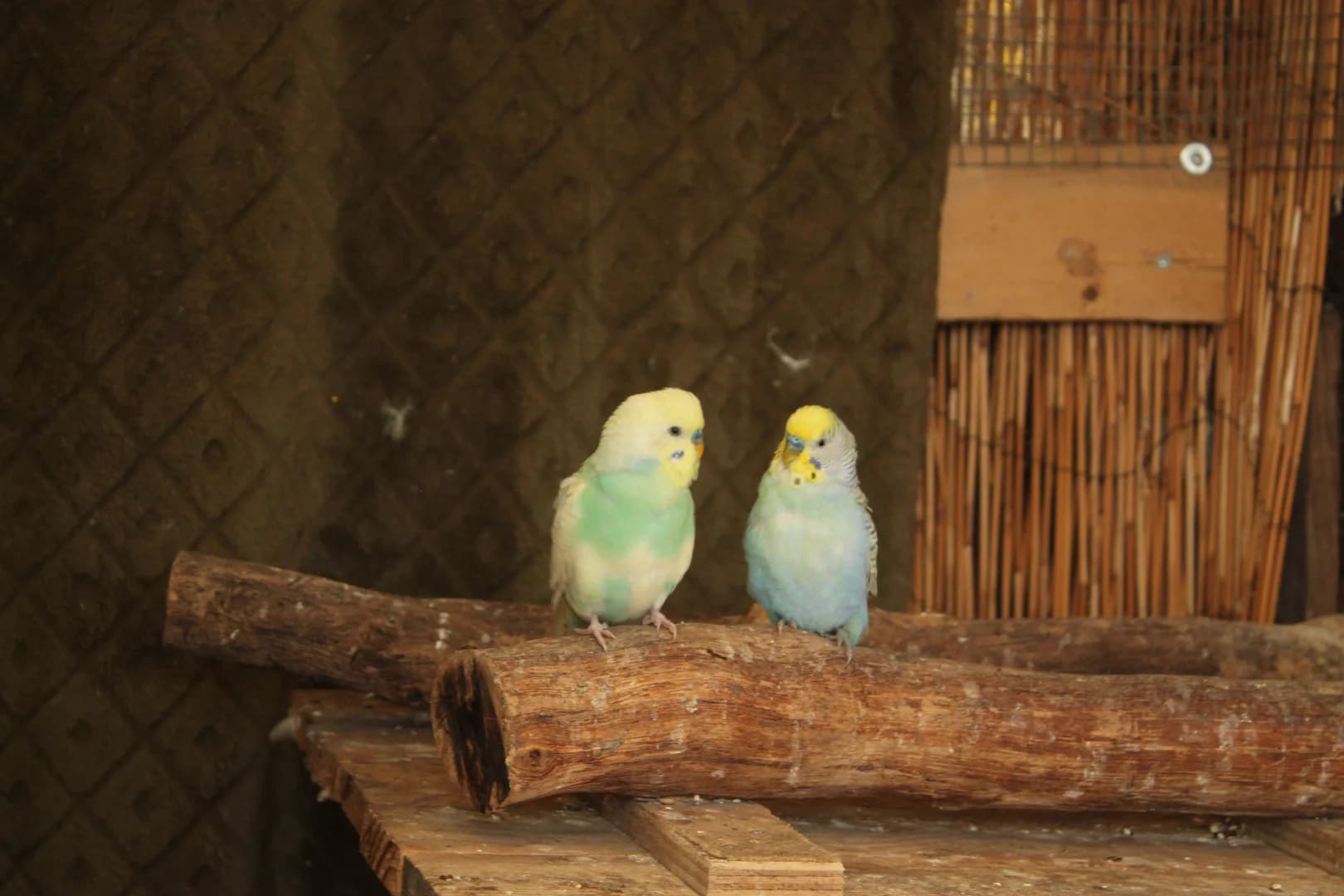 Un couple de perruches