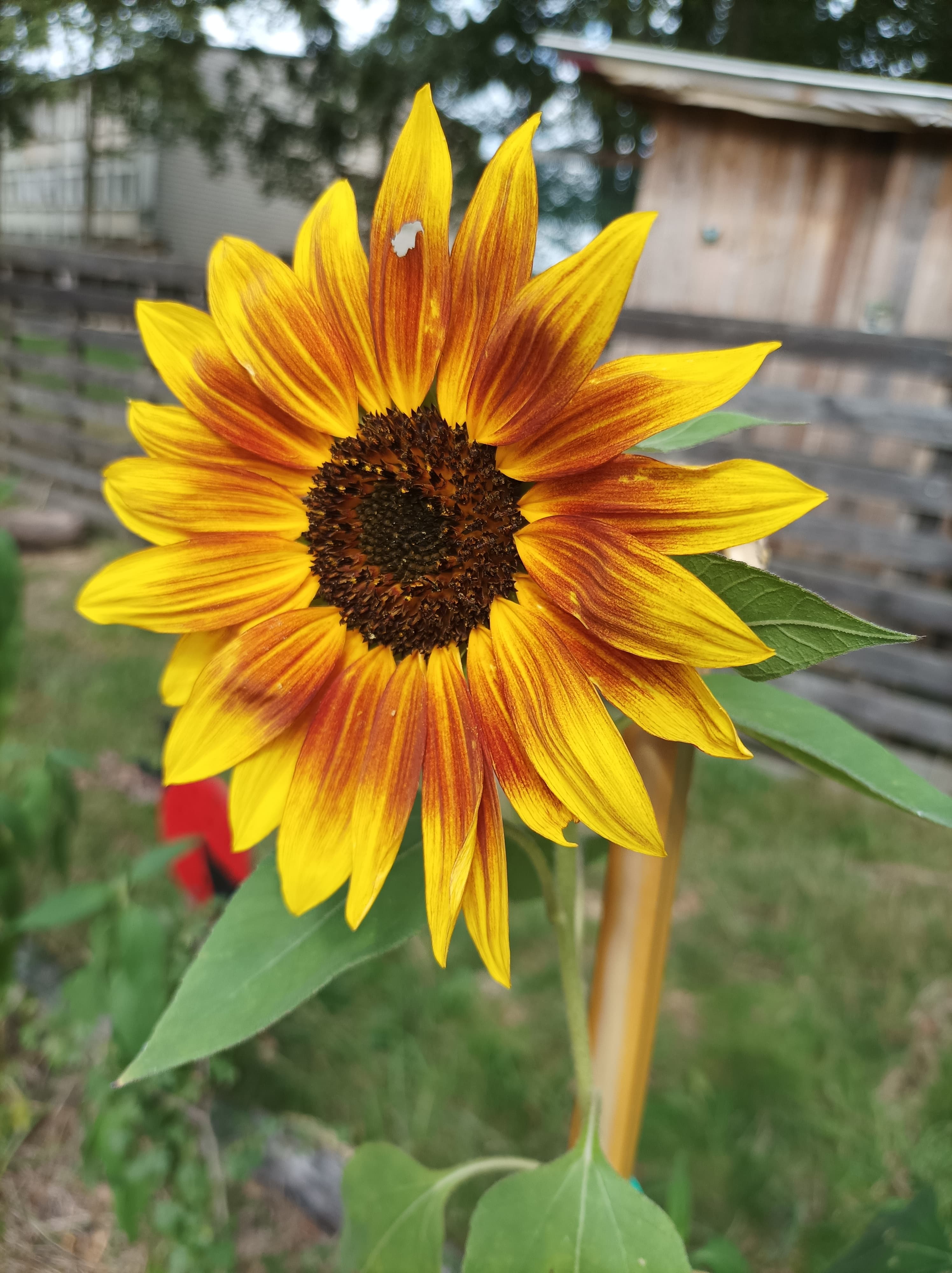 Un petit soleil au potager