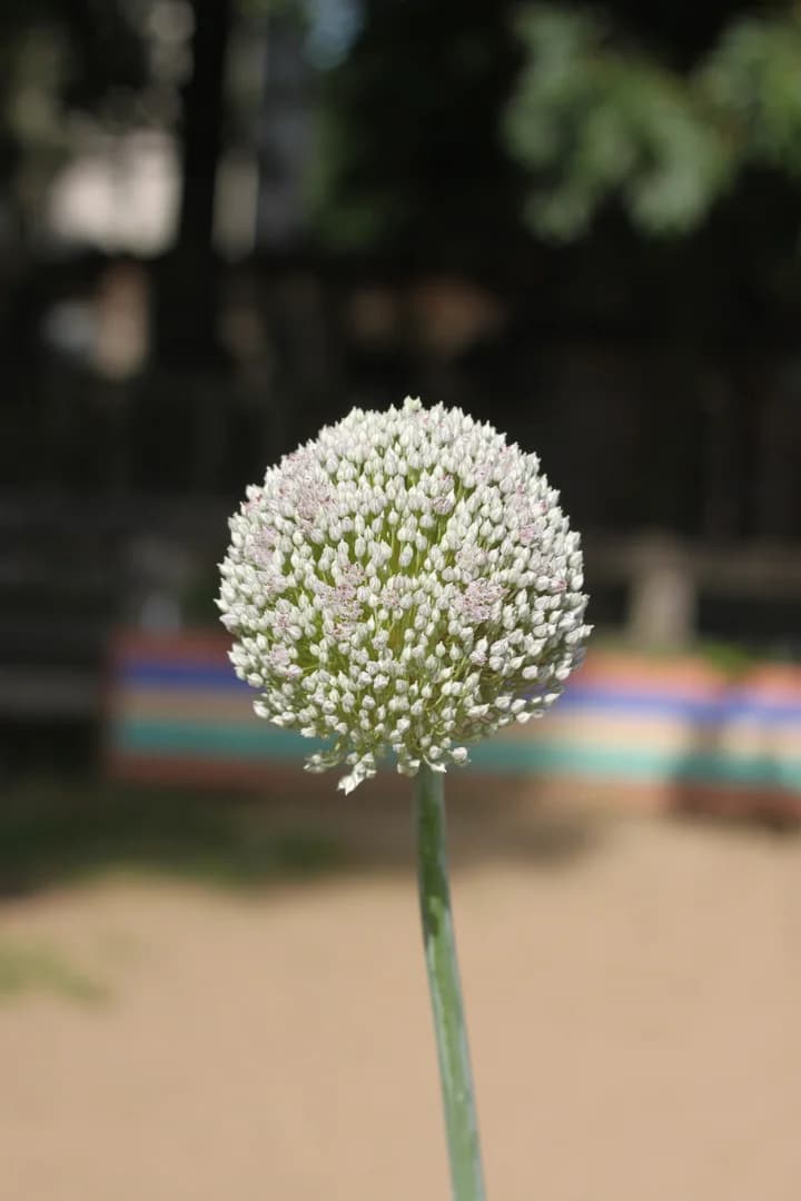 Une magnifique fleur de poireau