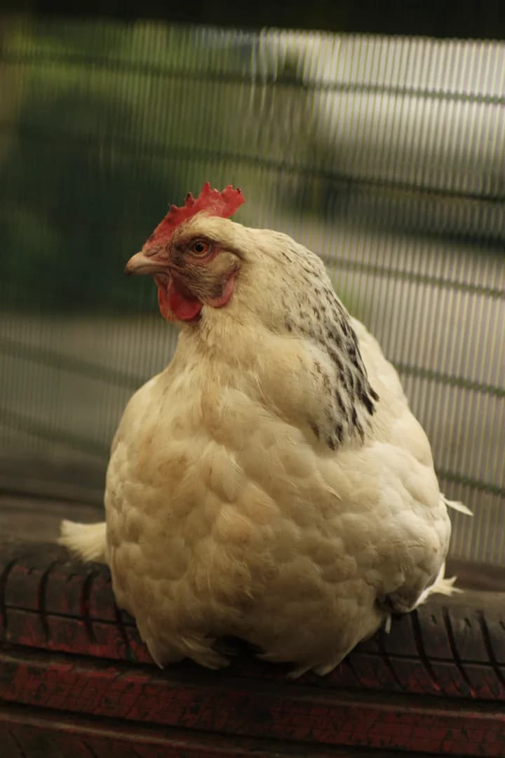 Une poule perchée
