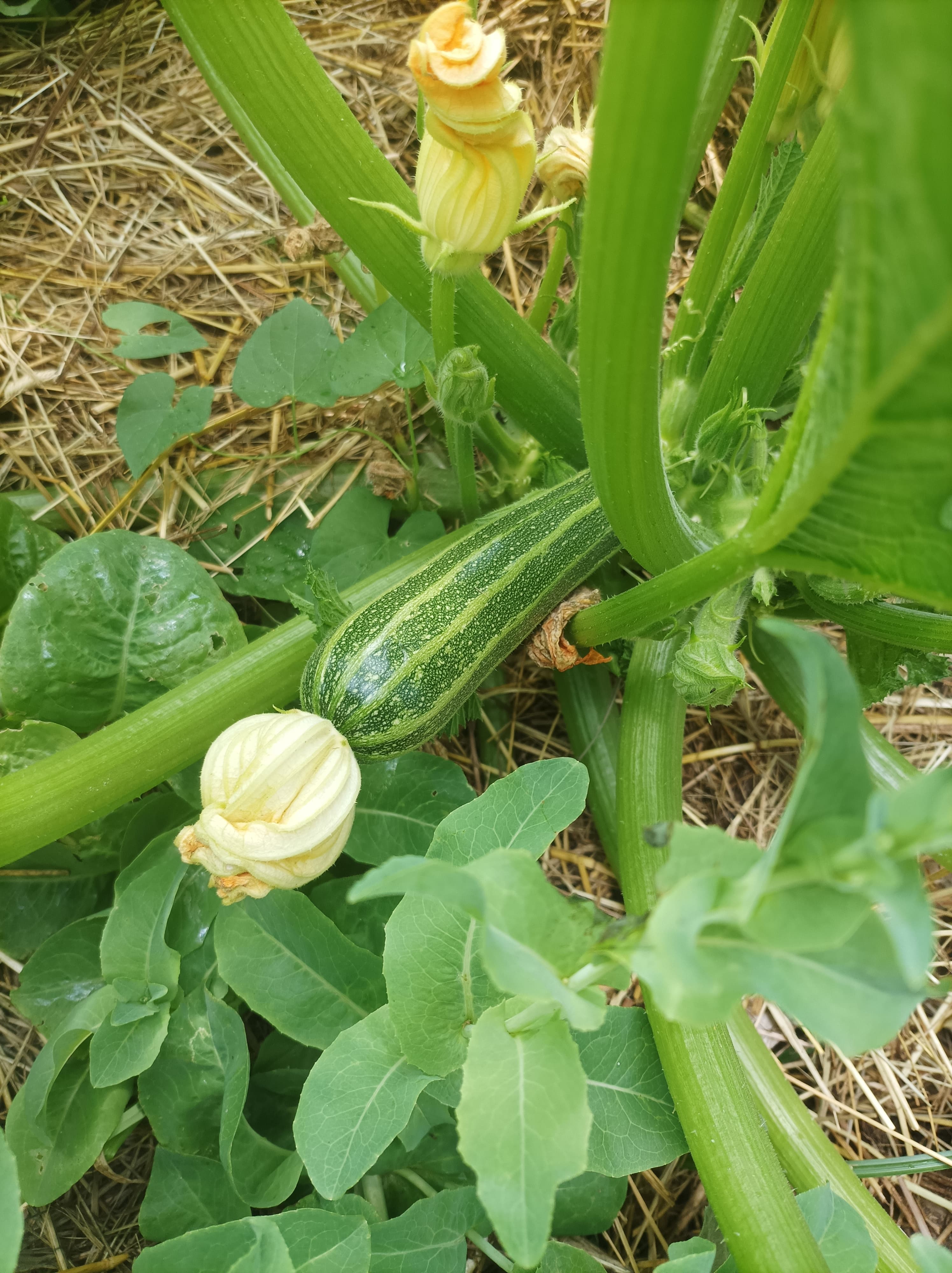 Vive les courgettes